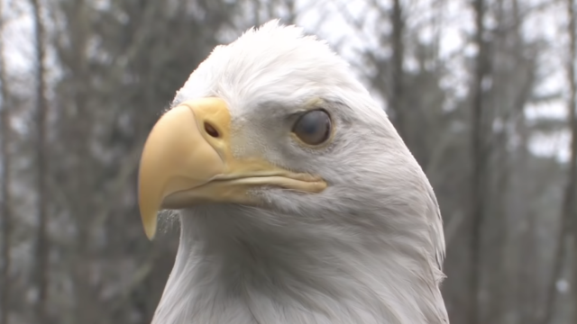 A Visit with Freedom – A rainy day in Arlington, WA
